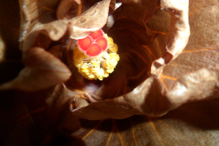 SAM_2306 - hibiscusi 2014-3