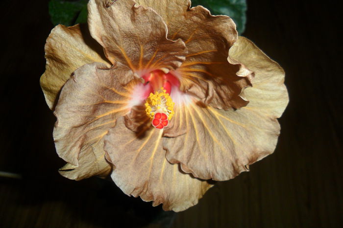 SAM_2309 - hibiscusi 2014-3