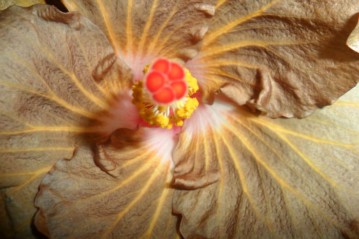 SAM_2310 - hibiscusi 2014-3