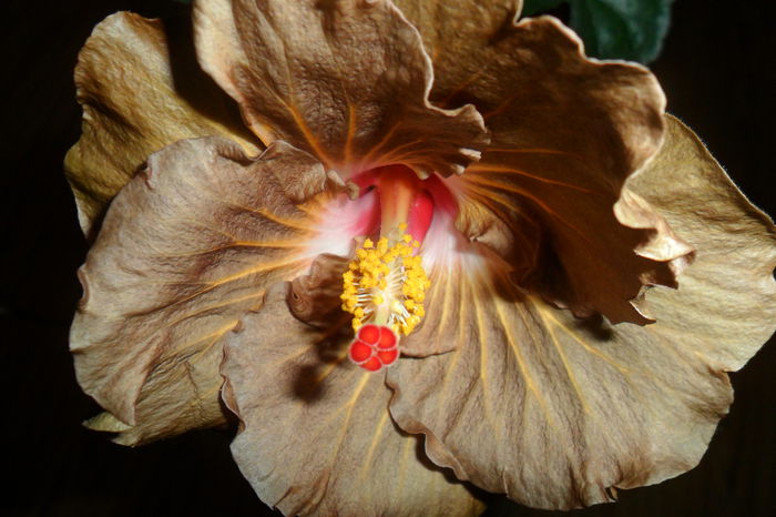 SAM_2318 - hibiscusi 2014-3