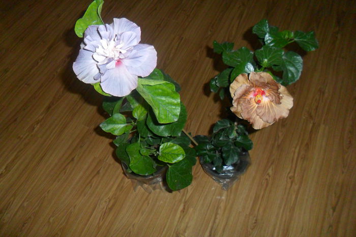 SAM_2319 - hibiscusi 2014-3