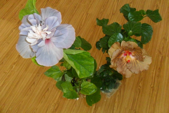 SAM_2320 - hibiscusi 2014-3