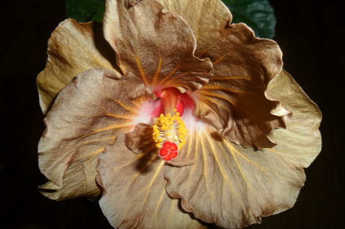 SAM_2316 - hibiscusi 2014-3