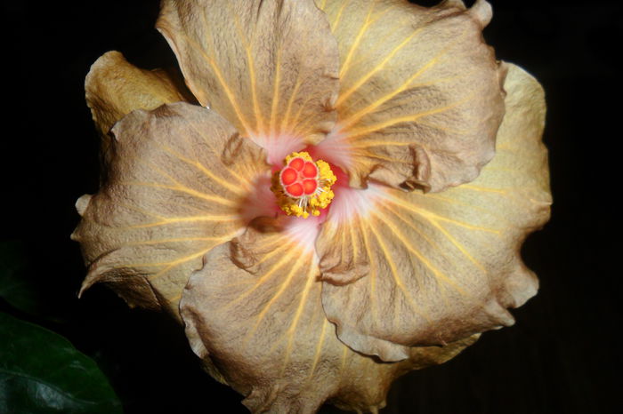 SAM_2335 - hibiscusi 2014-3