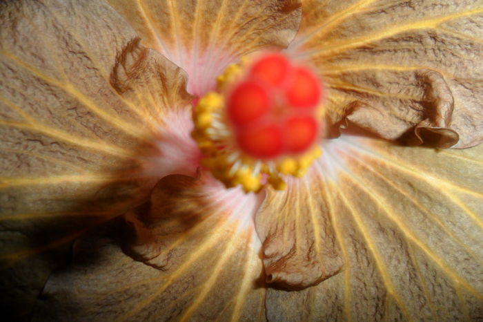 SAM_2343 - hibiscusi 2014-3