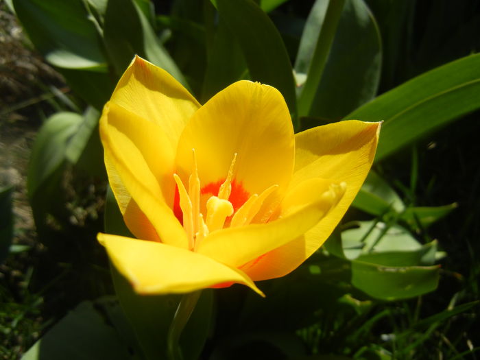 Tulipa Stresa (2014, March 20)