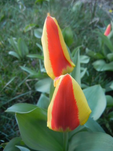 Tulipa Stresa (2014, March 22)
