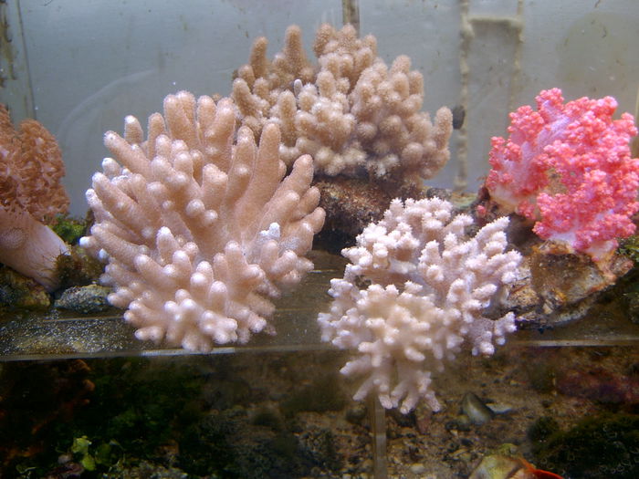SV400030; fauna marina
