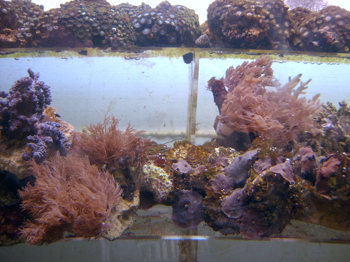 SV400031; fauna marina

