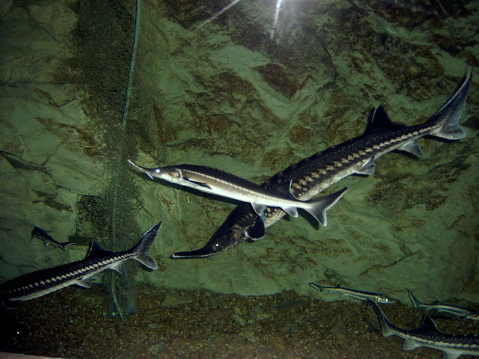 SV400123; bazin de sturioni
