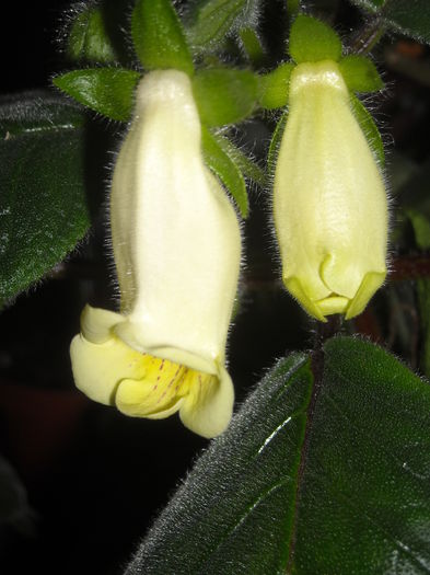  - 0 Zambetul florilor