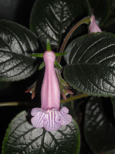 Multumesc mult !!!! - 0 Zambetul florilor