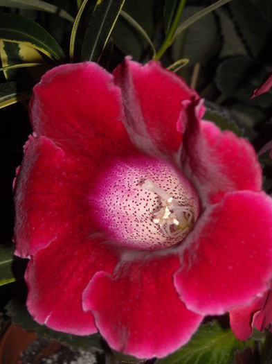  - 0 Zambetul florilor