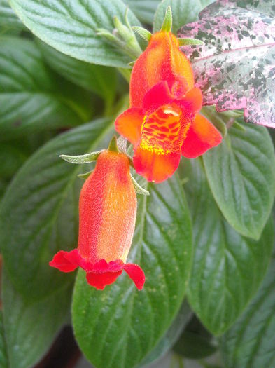  - 0 Zambetul florilor