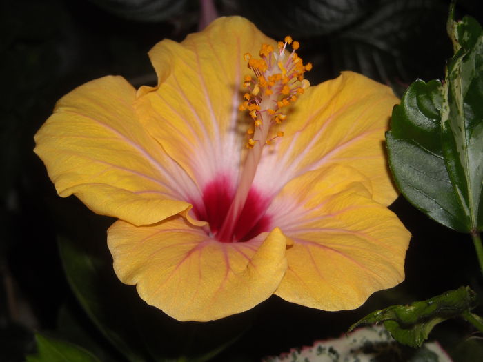  - 0 Zambetul florilor