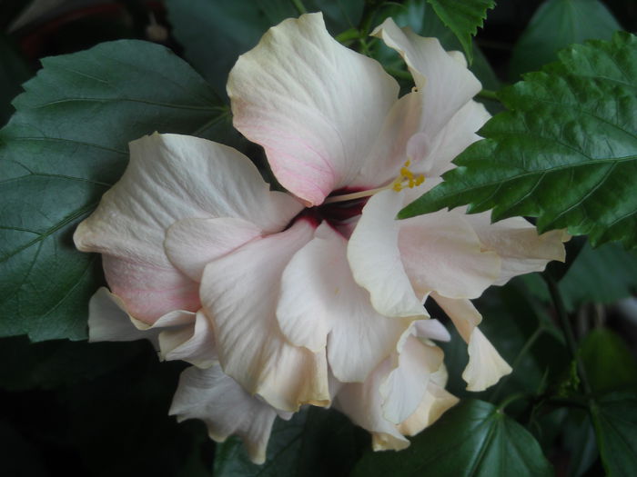  - 0 Zambetul florilor