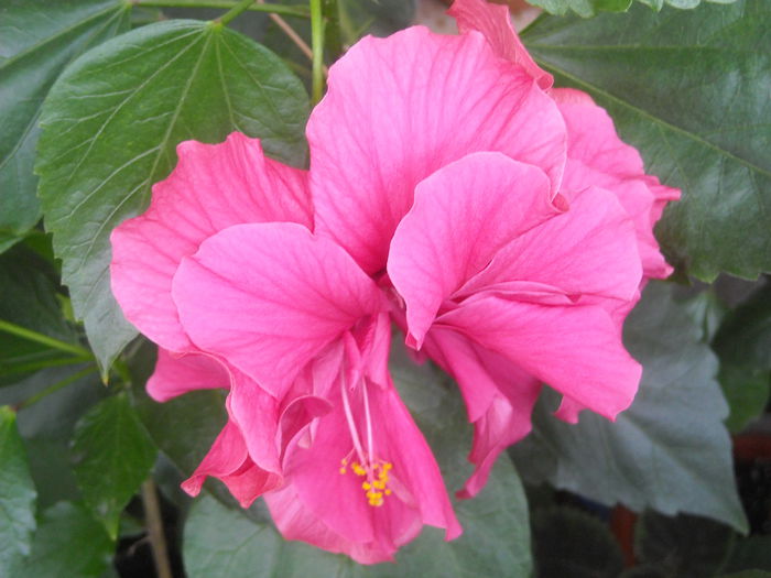  - 0 Zambetul florilor