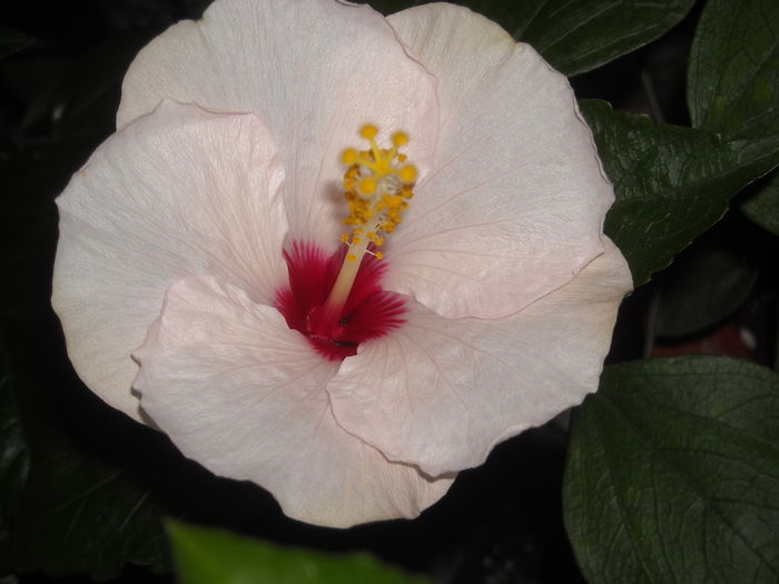  - 0 Zambetul florilor