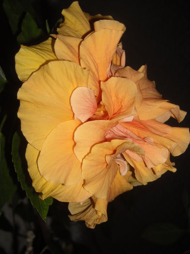  - 0 Zambetul florilor