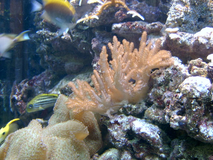SV400169; corali

