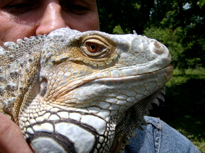 SV400070; iguana
