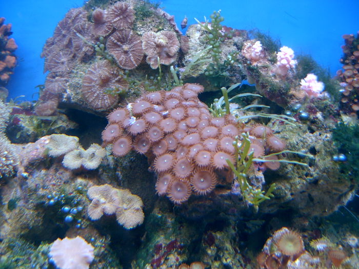 SV400041; corali
