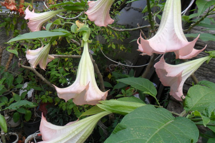 SAM_2367 - brugmansii-daturi-iochrome 2014