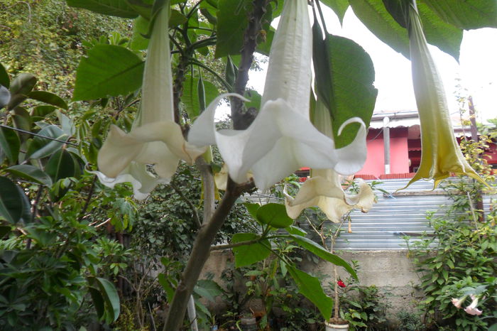 SAM_2378 - brugmansii-daturi-iochrome 2014