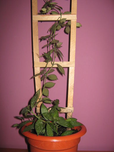 Hoya Lacunosa- Multumesc Magda! - Achizitii noi- 2014
