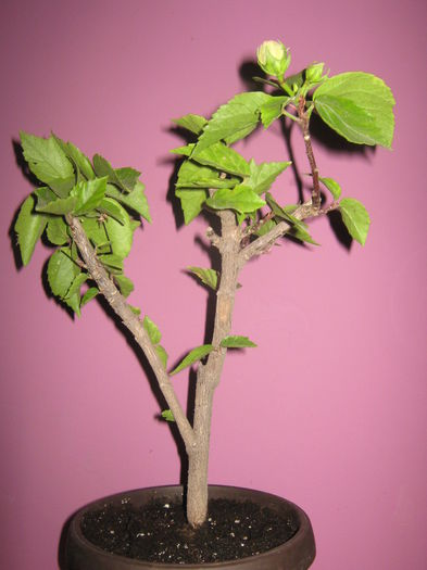 Picture My plants 1586 - Achizitii noi- 2014