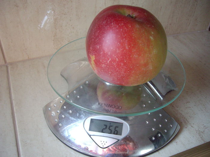 mar columnar -Walz-rosu inchis