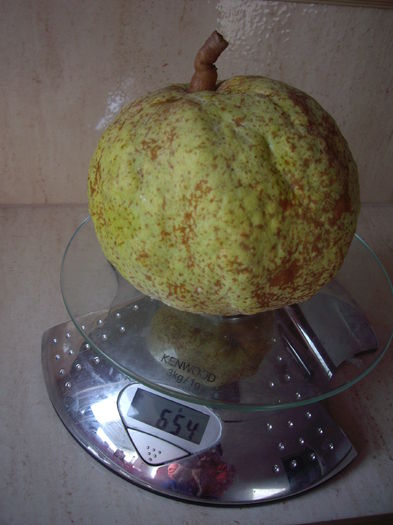 a 2 para cazuta din pomul dwaf