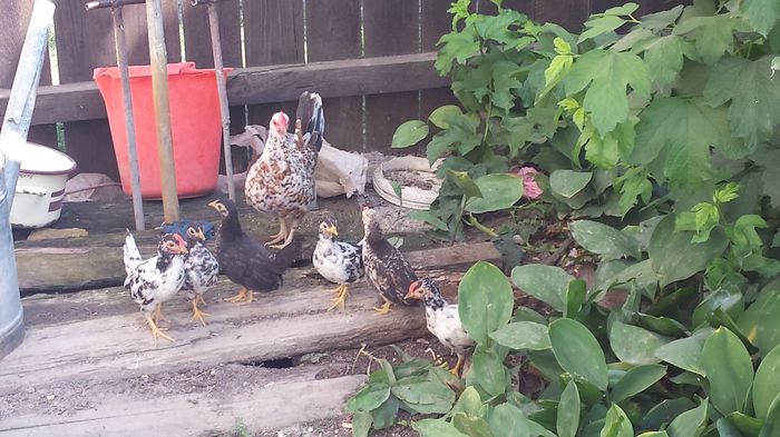 gaina de credli cu pui (5) prima serie din 2014