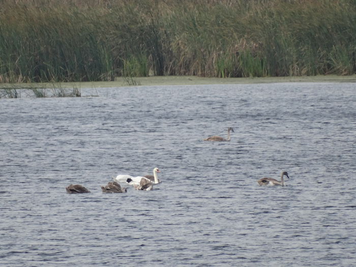 DSC02288 - Parcul natural Comana
