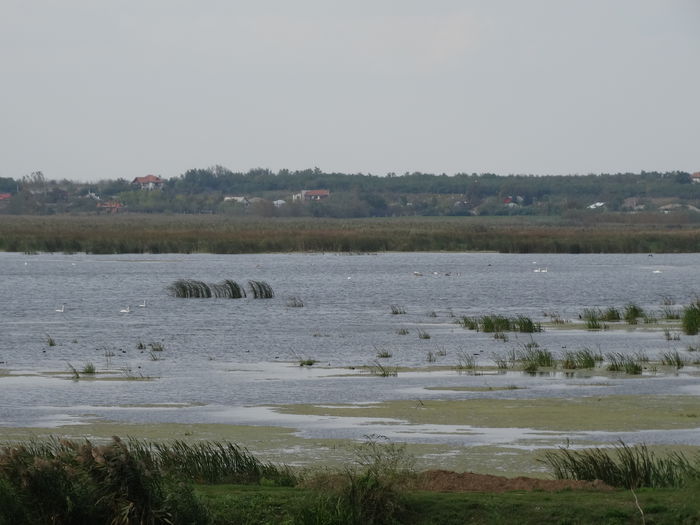 DSC02289 - Parcul natural Comana