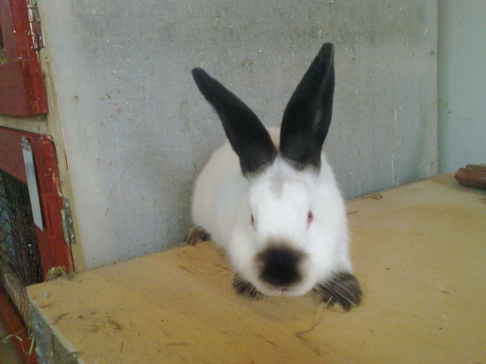 CAMPIONIIIIIIIIIIIIIII - A-IEPURI TINERET CALIFORNIAN