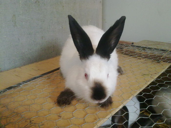 CAMPIONIIIIIIIIIIIII - A-IEPURI TINERET CALIFORNIAN