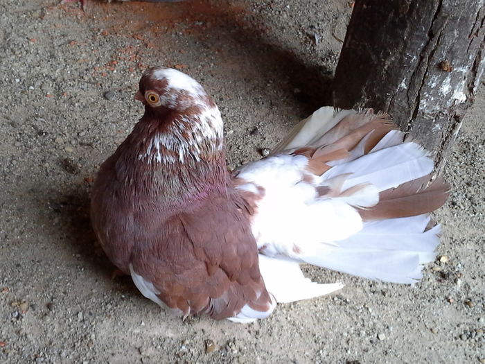 20141003_120020 - CASTANII DE CRAIOVA