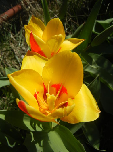 Tulipa Stresa (2014, March 22)