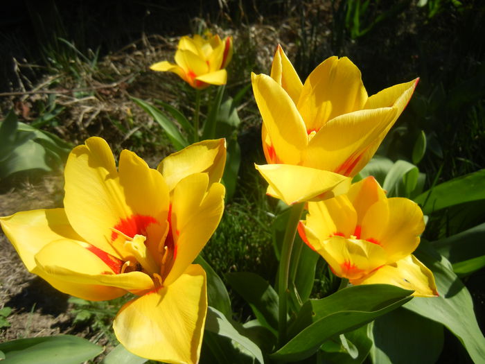 Tulipa Stresa (2014, March 22)