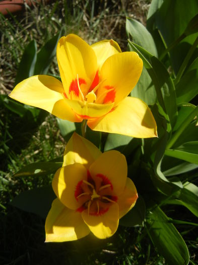 Tulipa Stresa (2014, March 22)