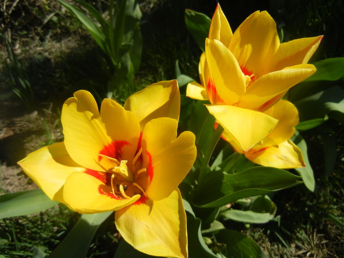 Tulipa Stresa (2014, March 22)