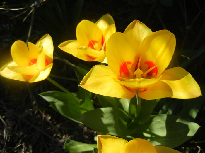Tulipa Stresa (2014, March 22)