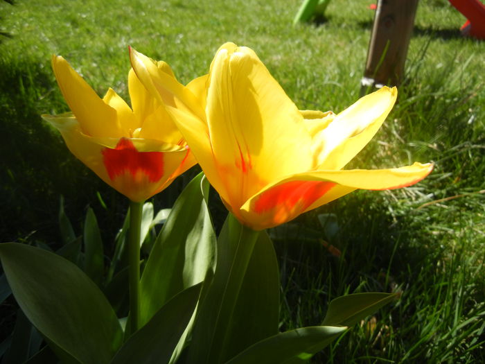 Tulipa Stresa (2014, March 22) - Tulipa Stresa