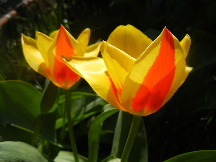 Tulipa Stresa (2014, March 22)