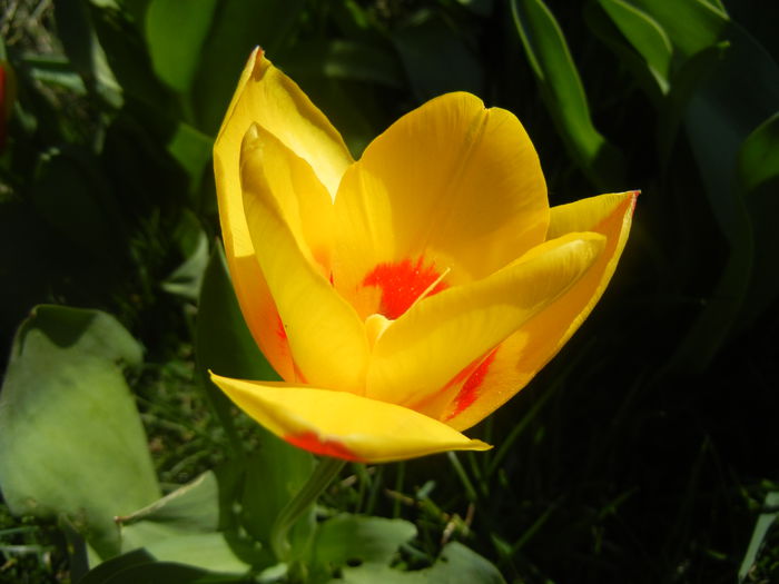 Tulipa Stresa (2014, March 22)