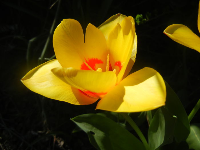 Tulipa Stresa (2014, March 22) - Tulipa Stresa