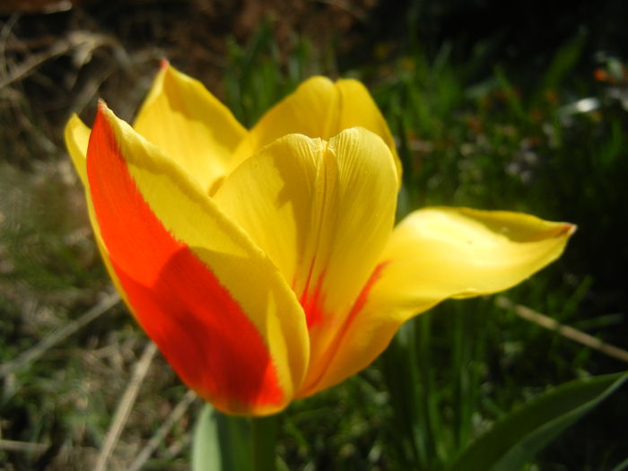 Tulipa Stresa (2014, March 23)