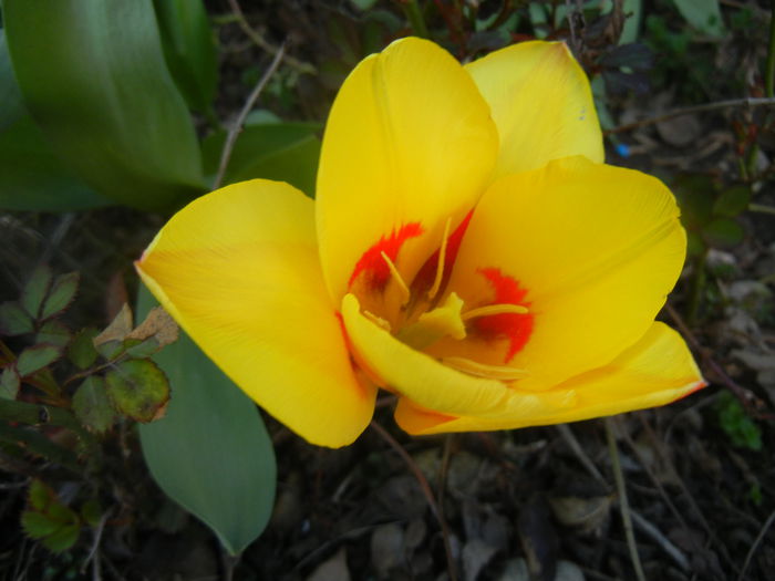 Tulipa Stresa (2014, March 23)