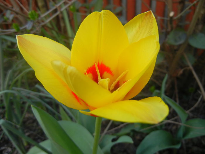 Tulipa Stresa (2014, March 23)